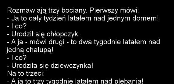 Rozmowa bocianów 