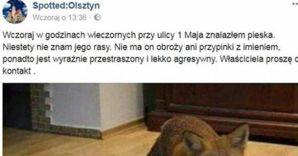 Znalazłam pieska
