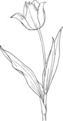 Piękny tulipan