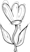 Oryginalny tulipan