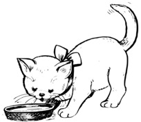 Kot pijący mleko