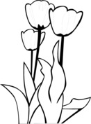 Tulipany