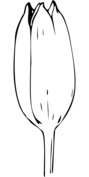 Tulipan szablon