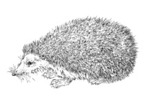 Jeżyk