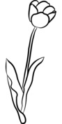 Tulipan