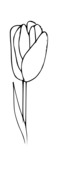 Tulipan wzór