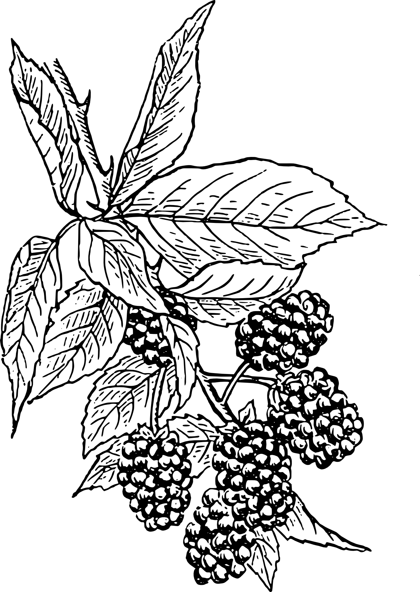 Jeżyny