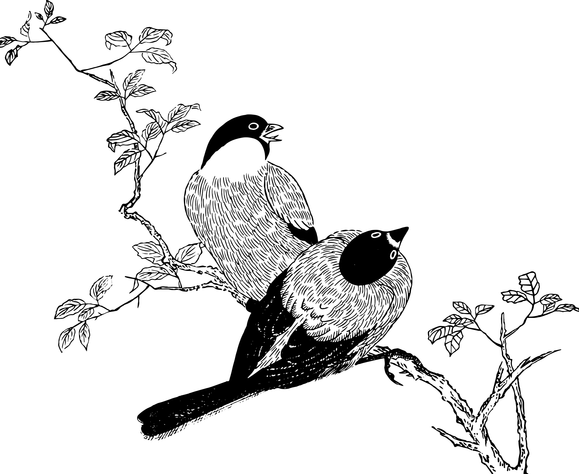 Piękne ptaszki