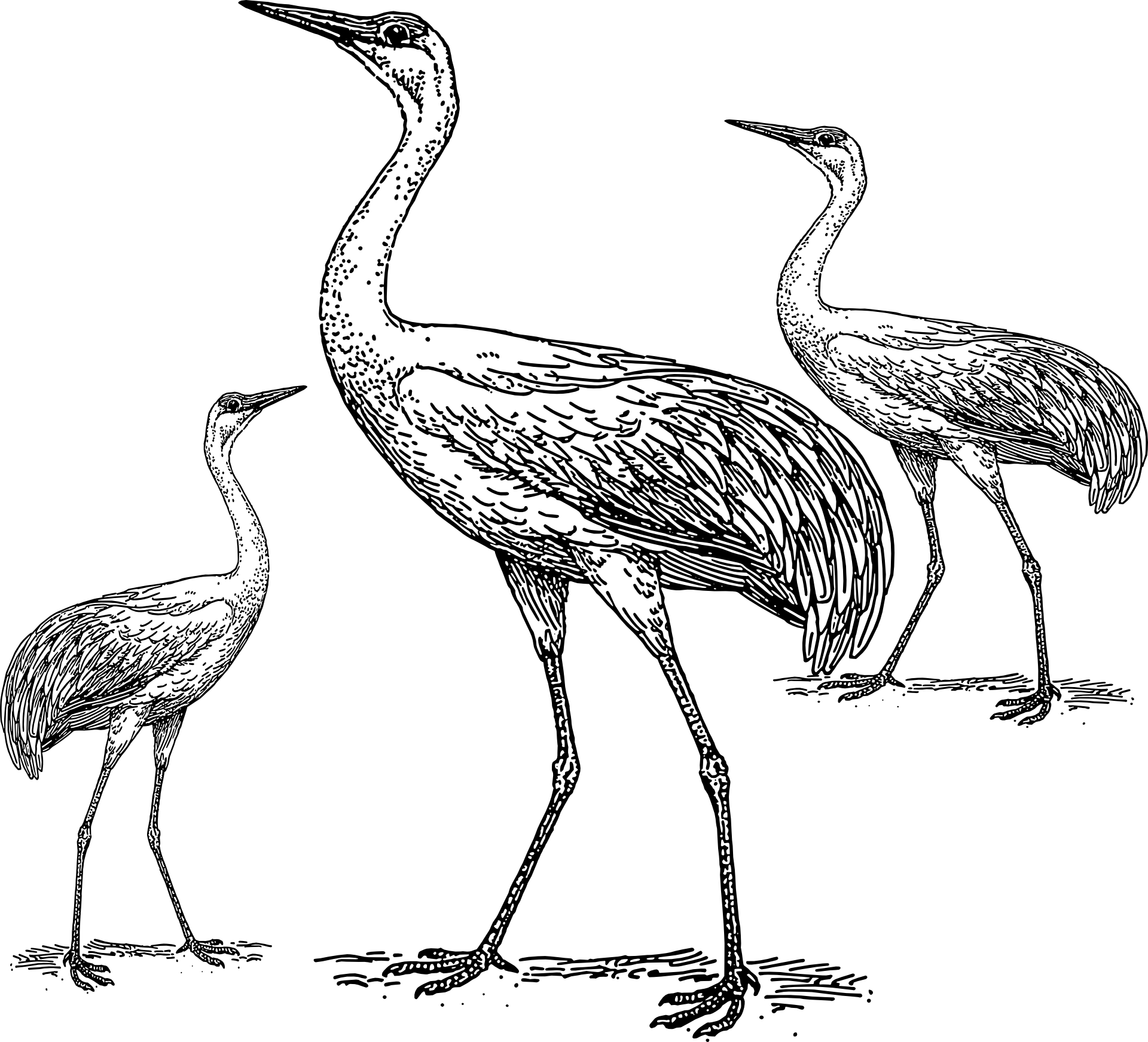 Żurawie