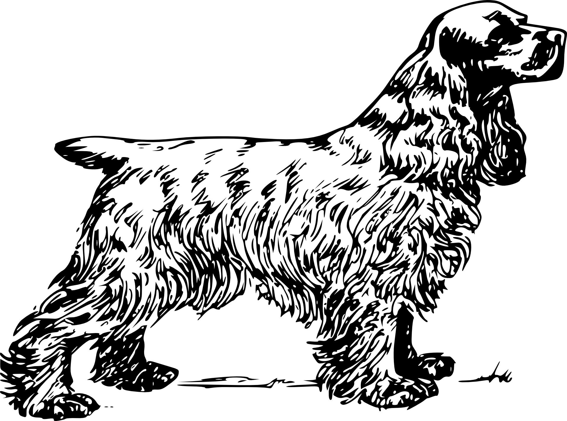 Spaniel