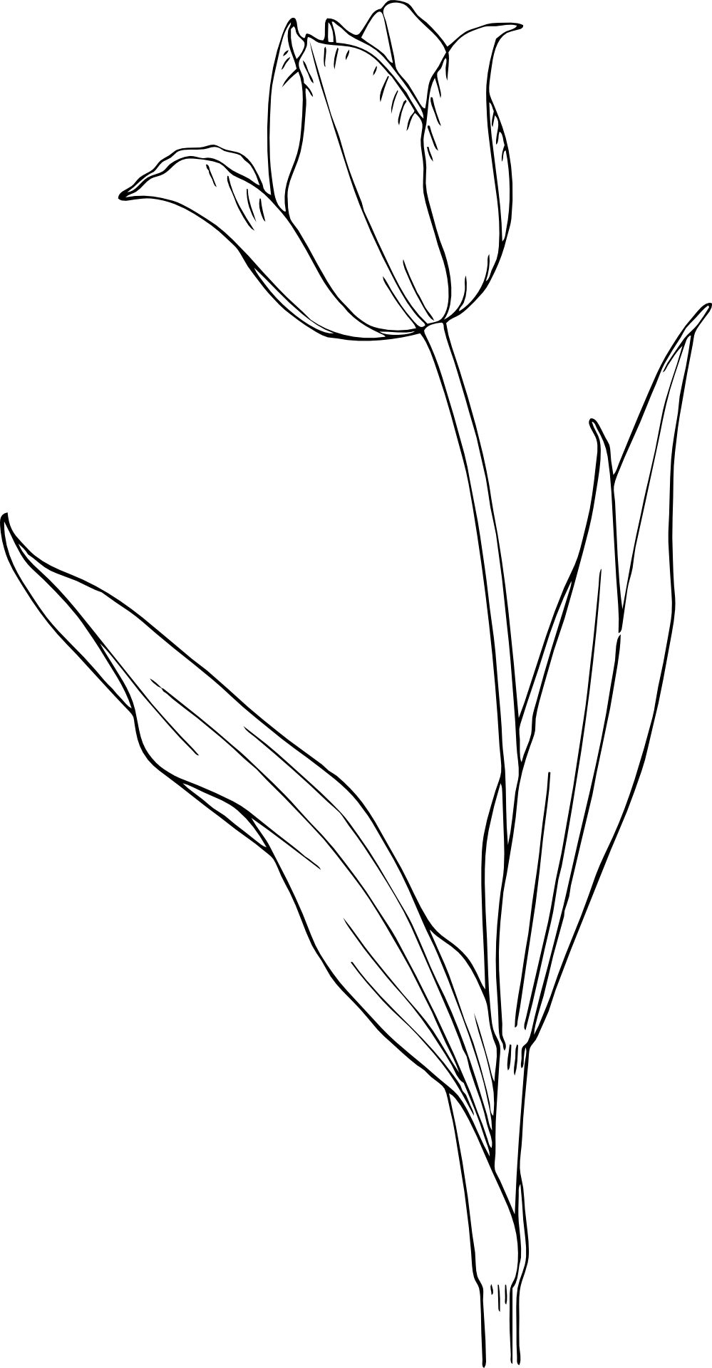 Piękny tulipan