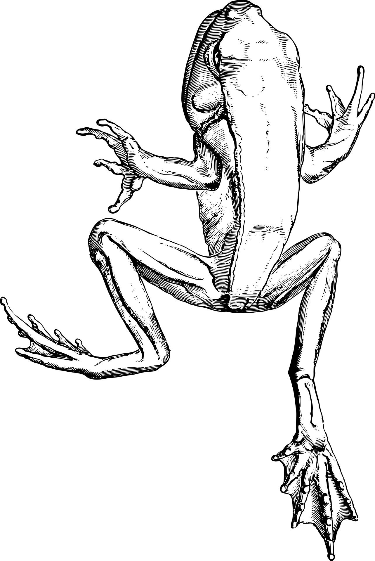 Grzbiet żaby