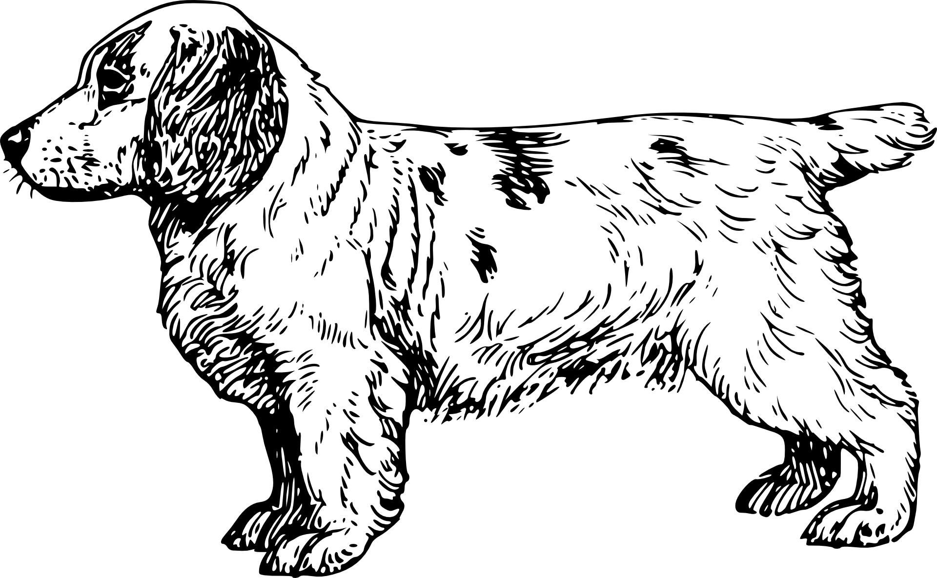 Szczeniak spaniel