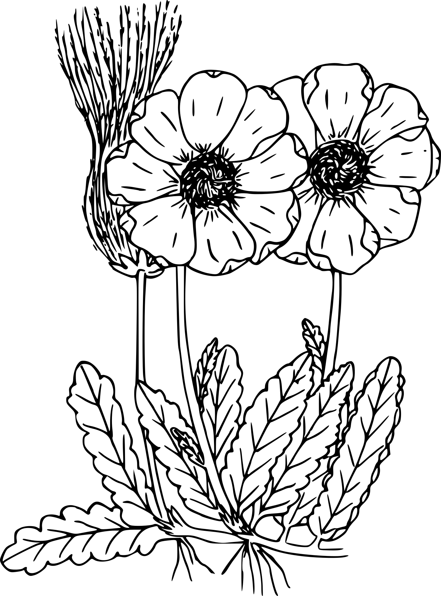 Ładne kwiaty