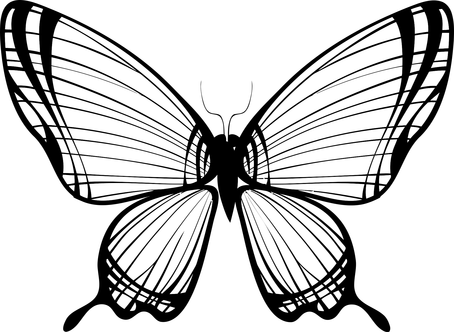 Motyl wzór