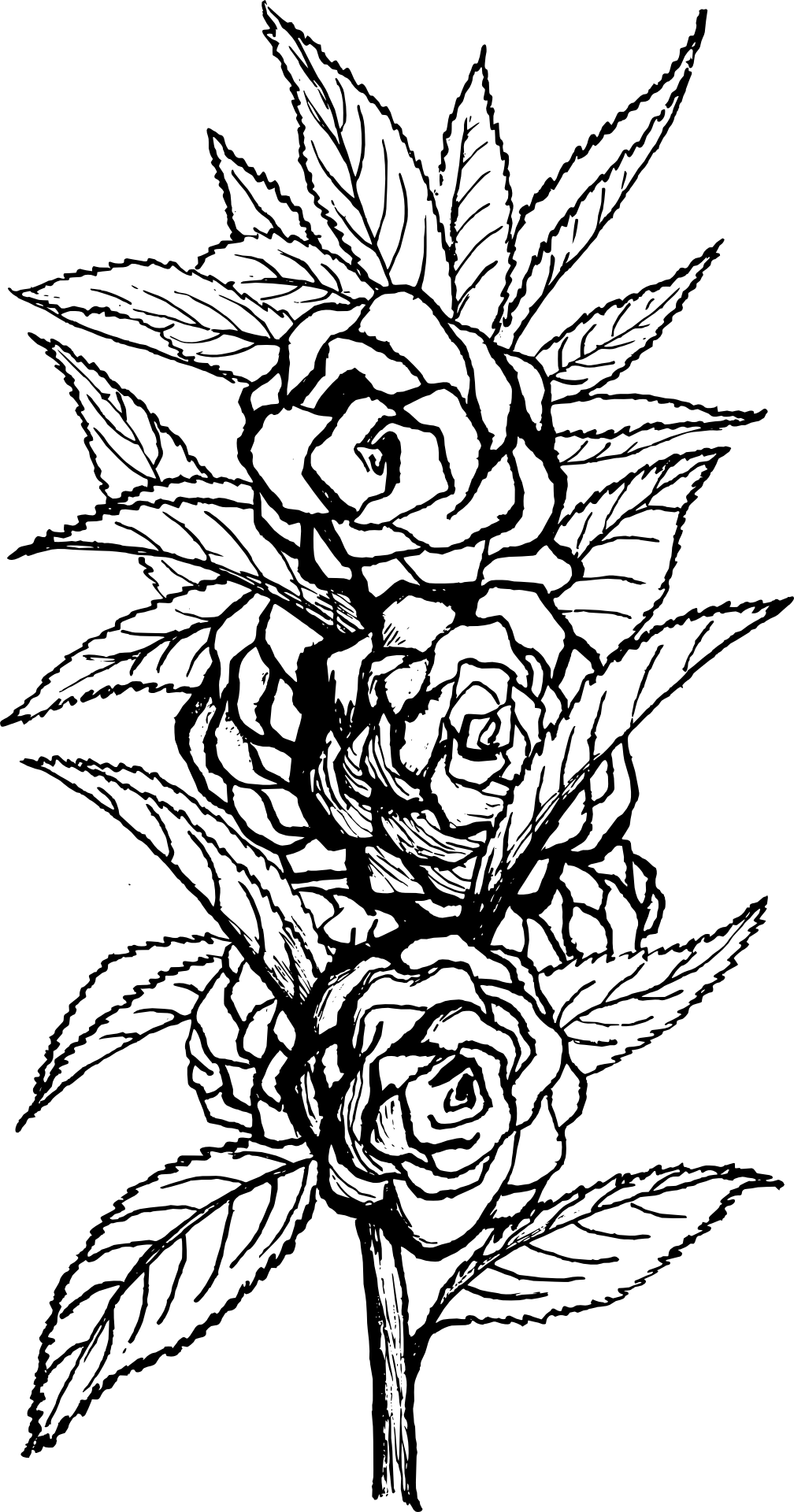 Piękne róże
