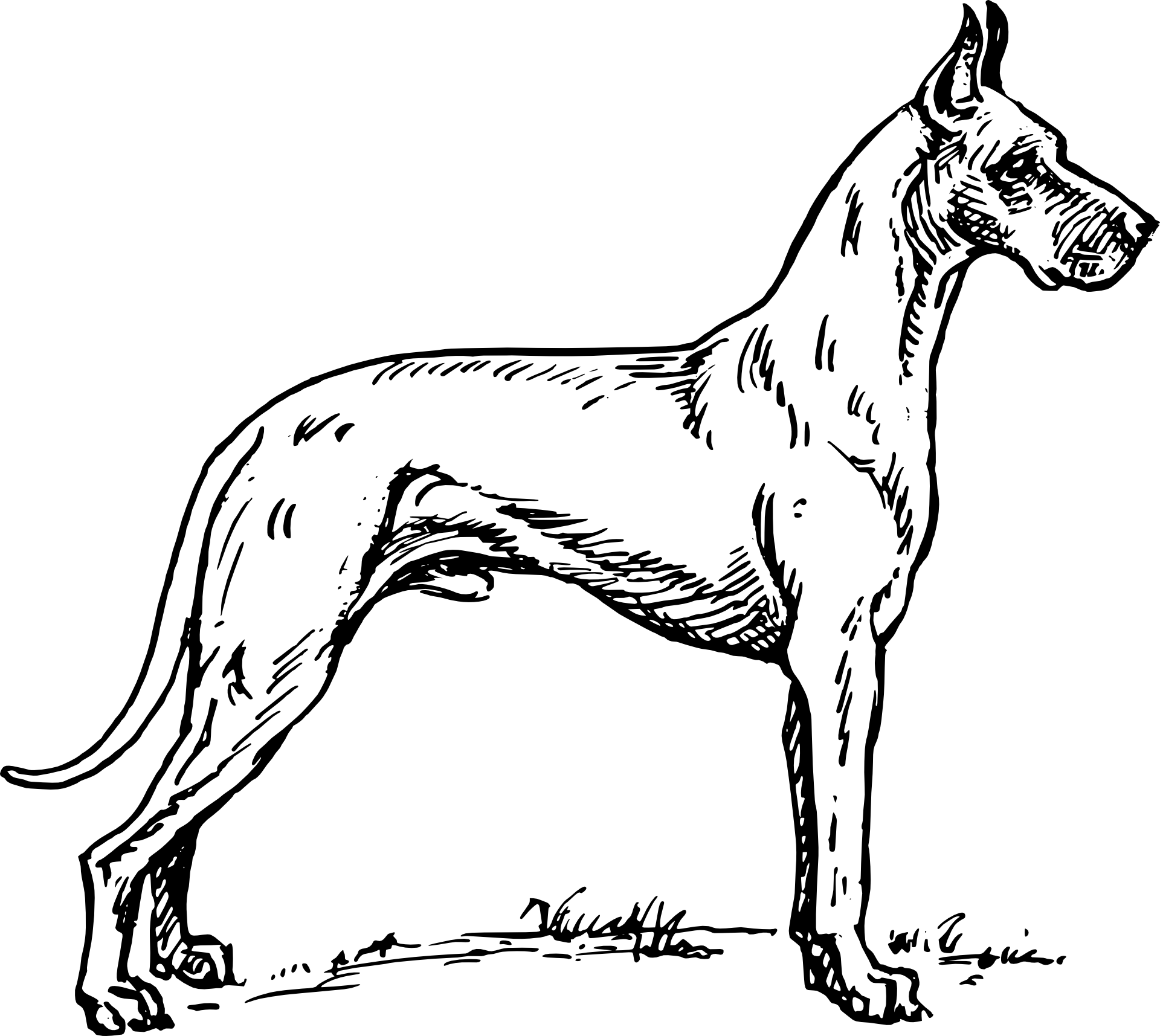 Dog