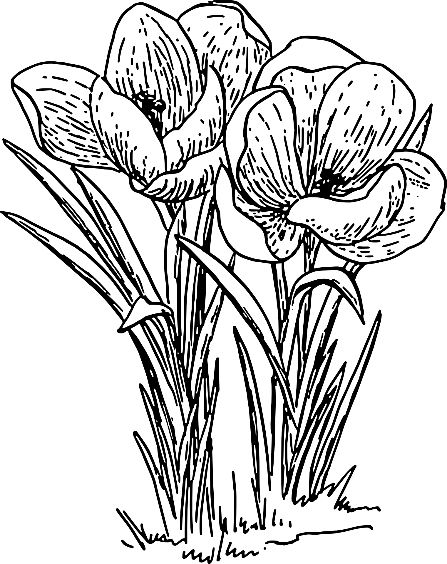Krokusy