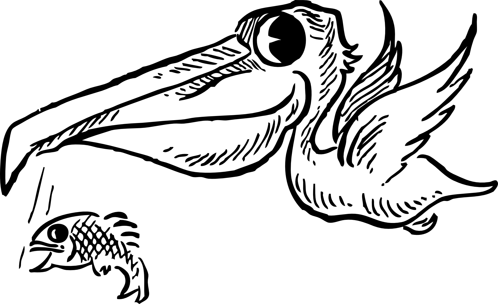 Pelikan