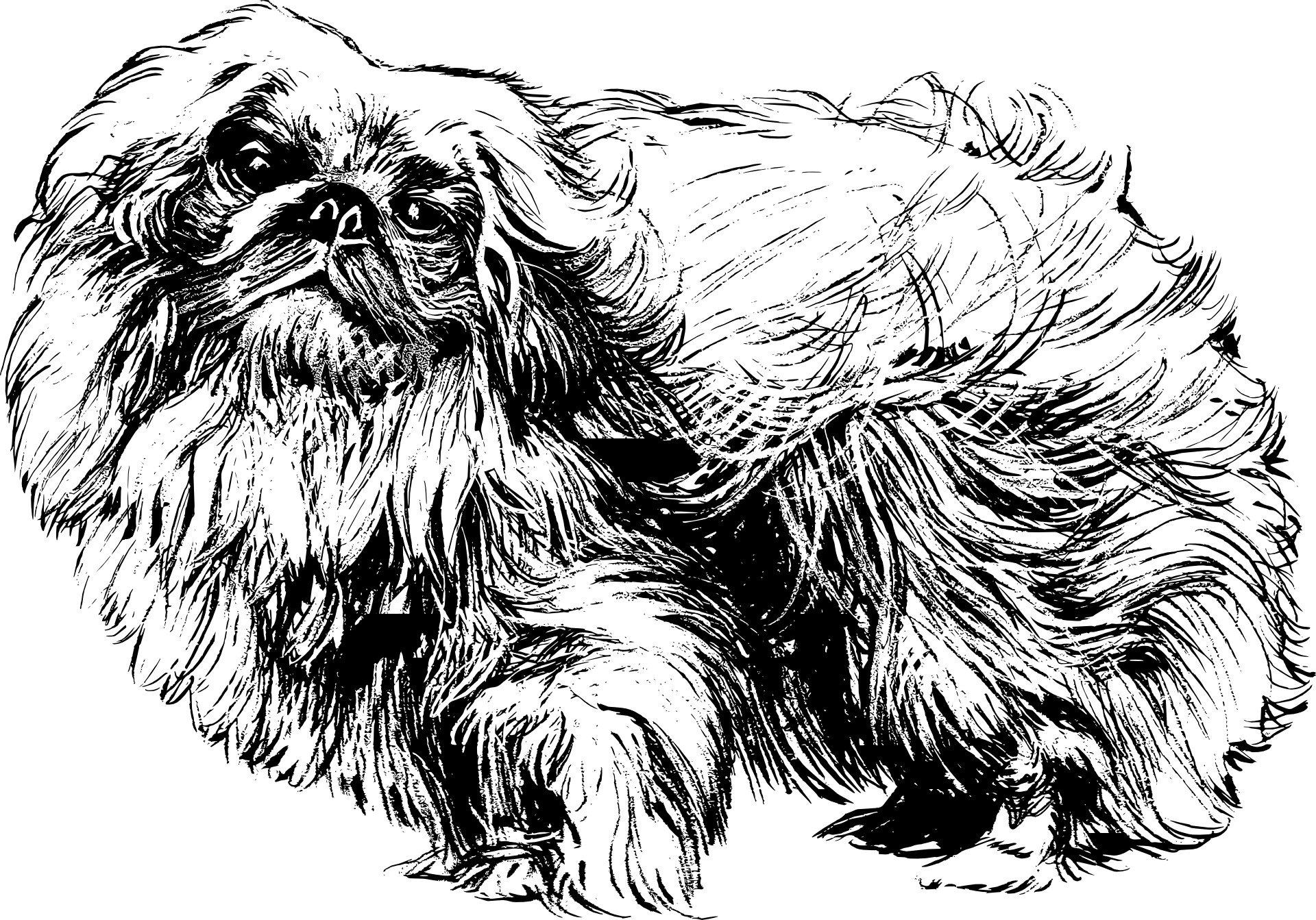 Pekińczyk