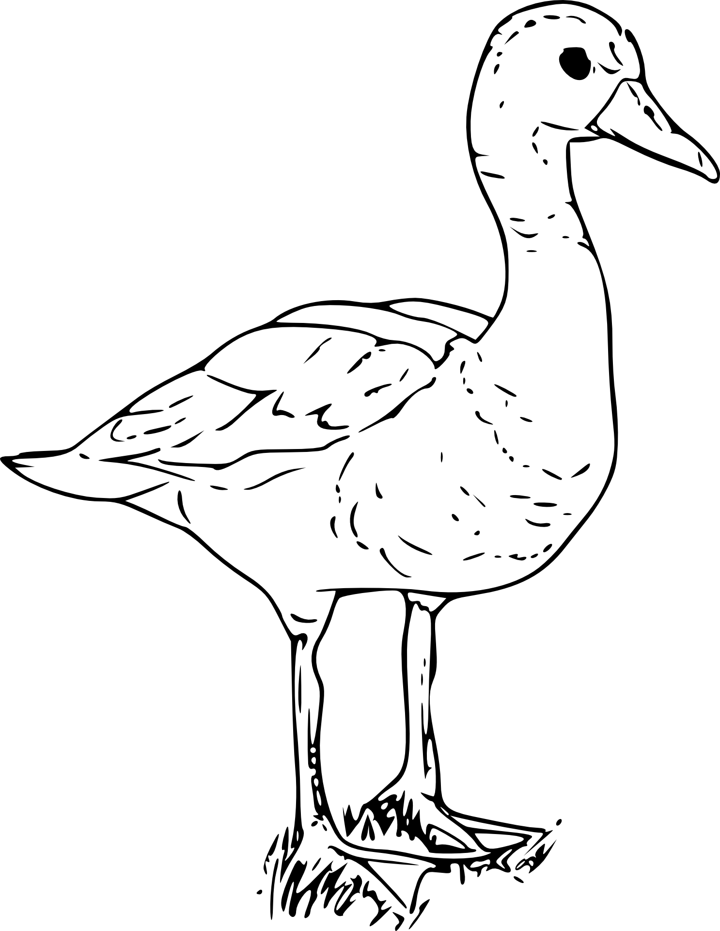 Kaczka
