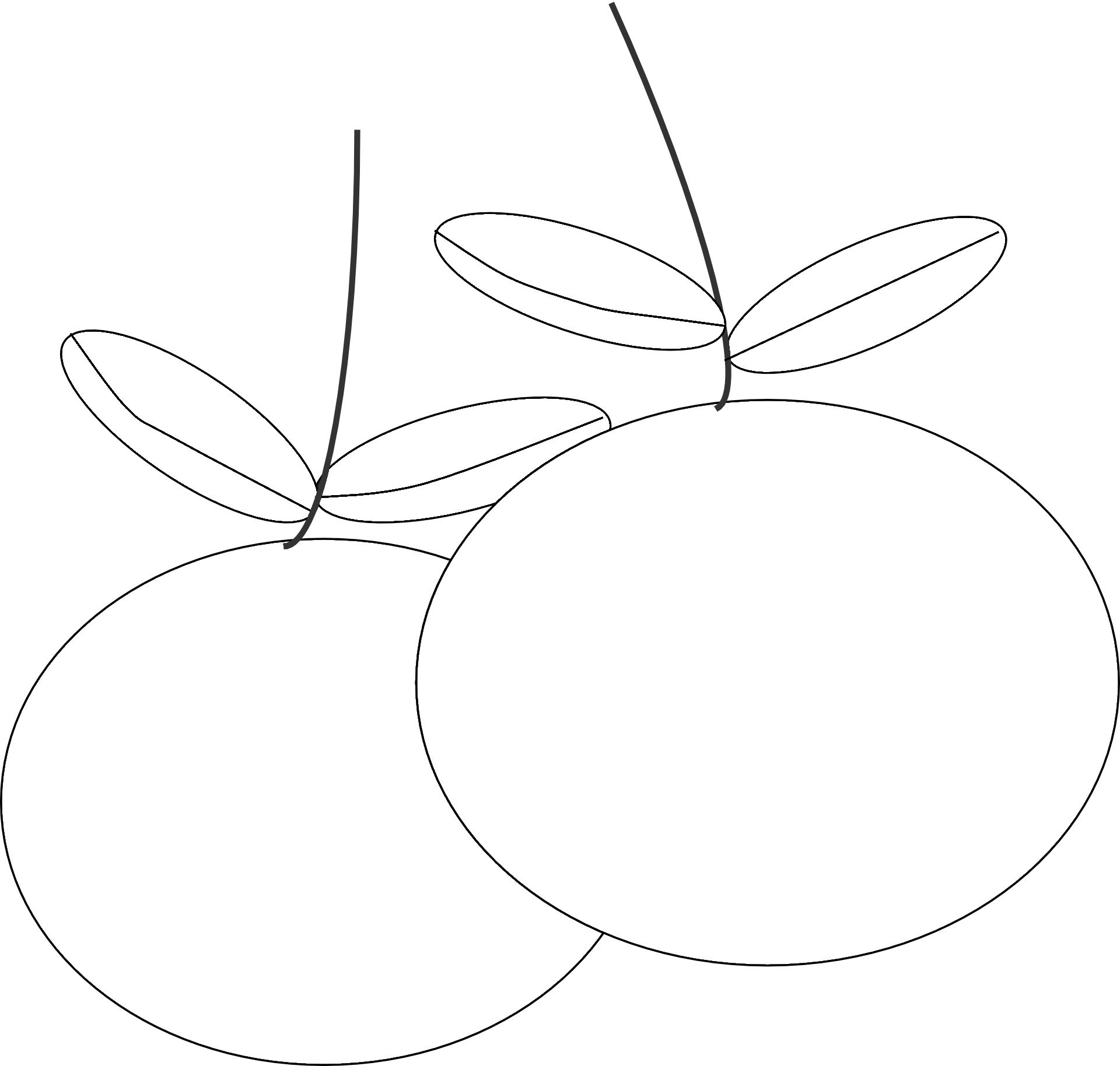 Pomarańcze wzór