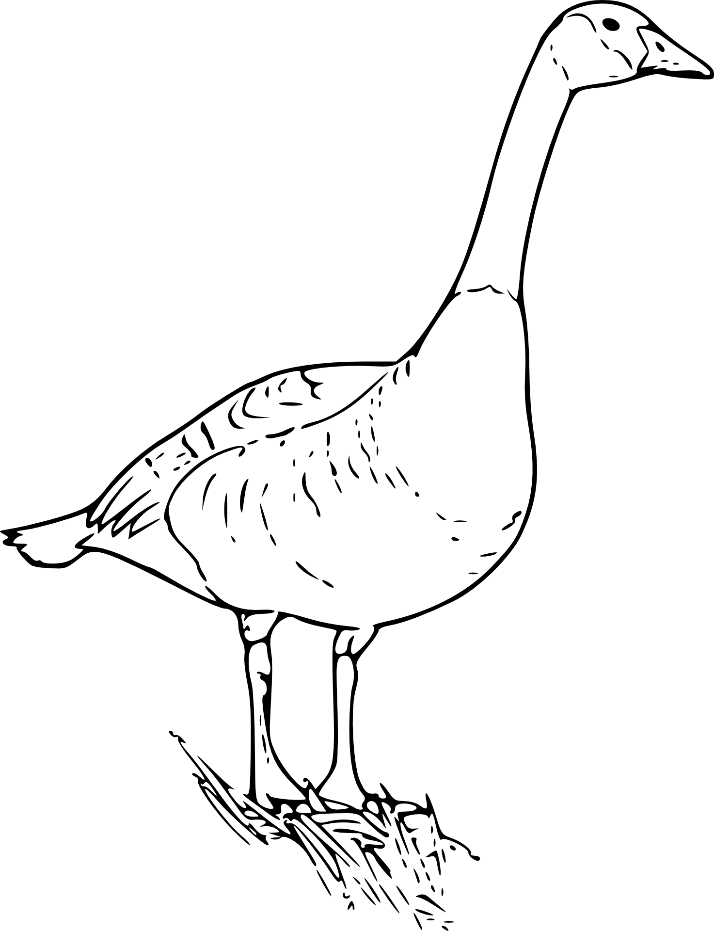 Gęś