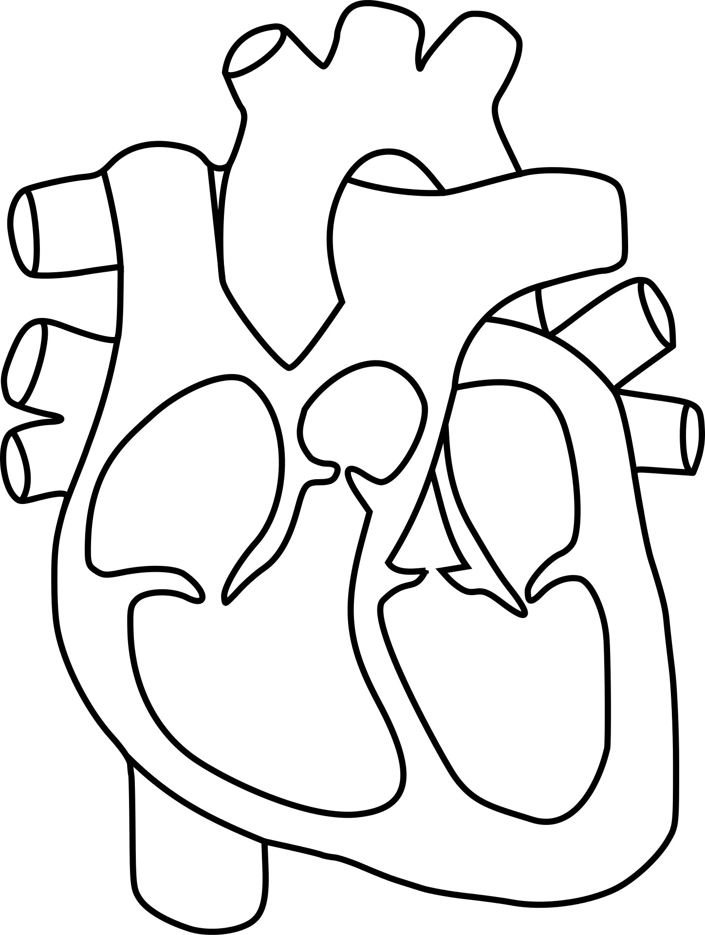 Serce organ