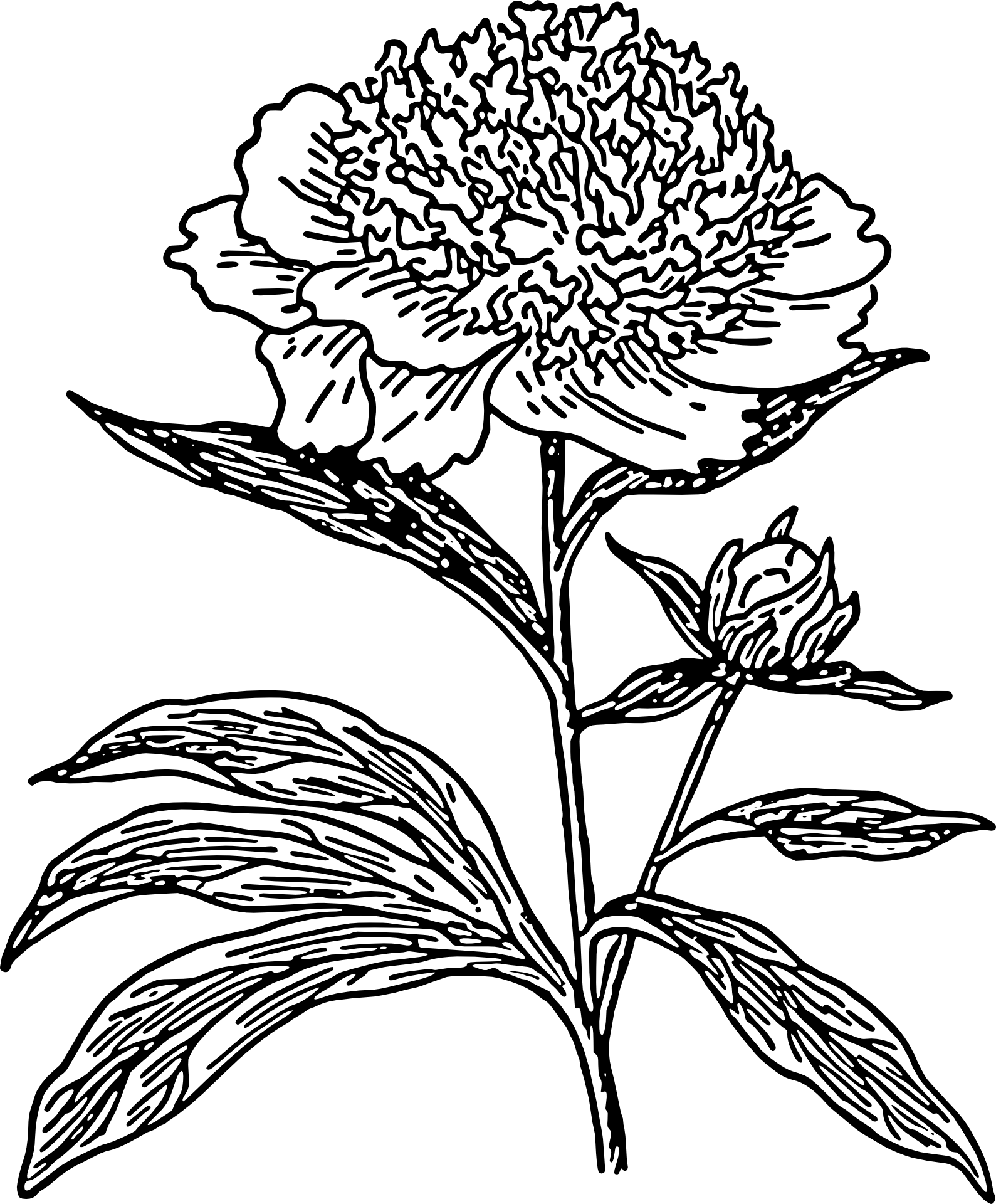 Goździk