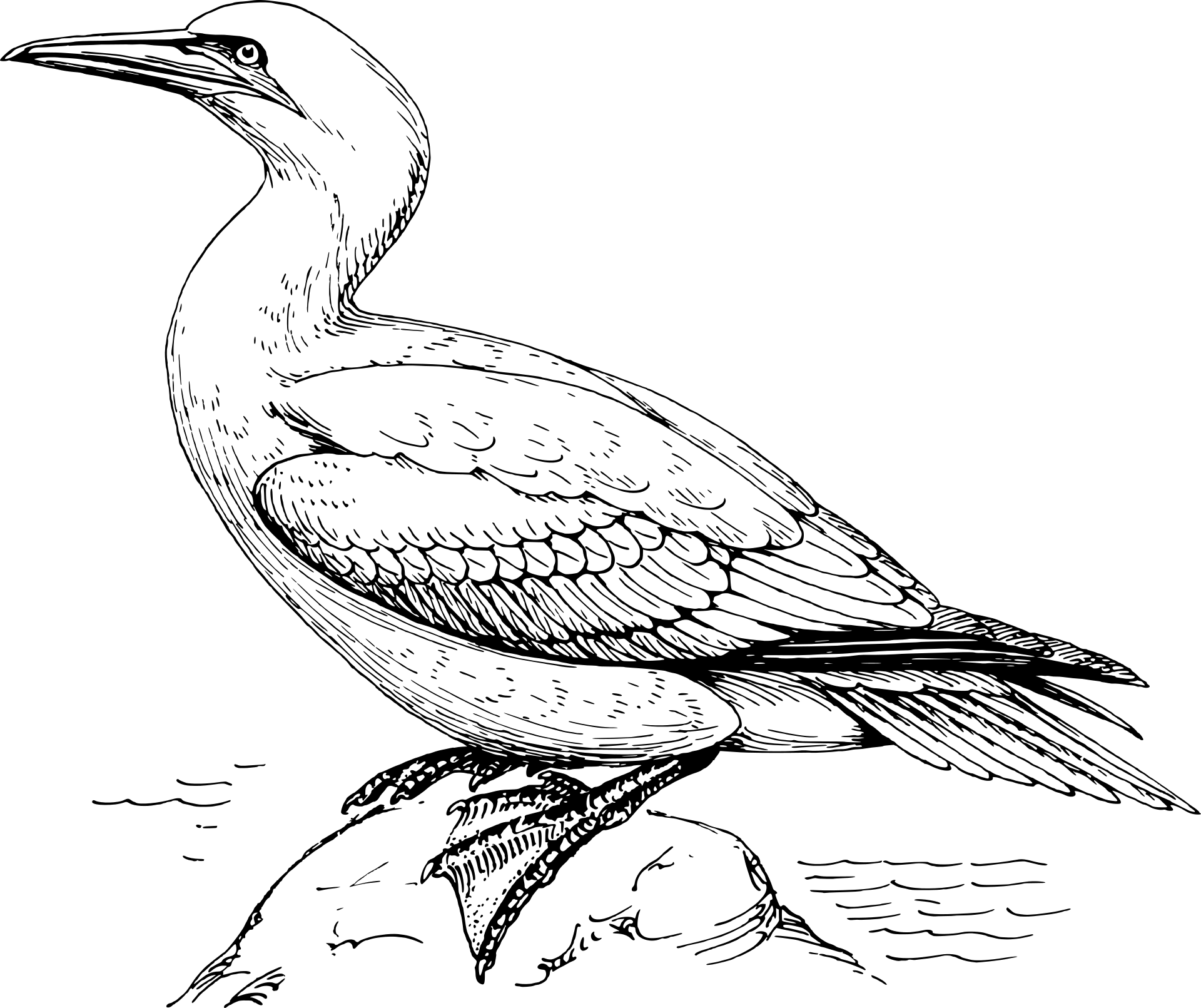 Głuptak