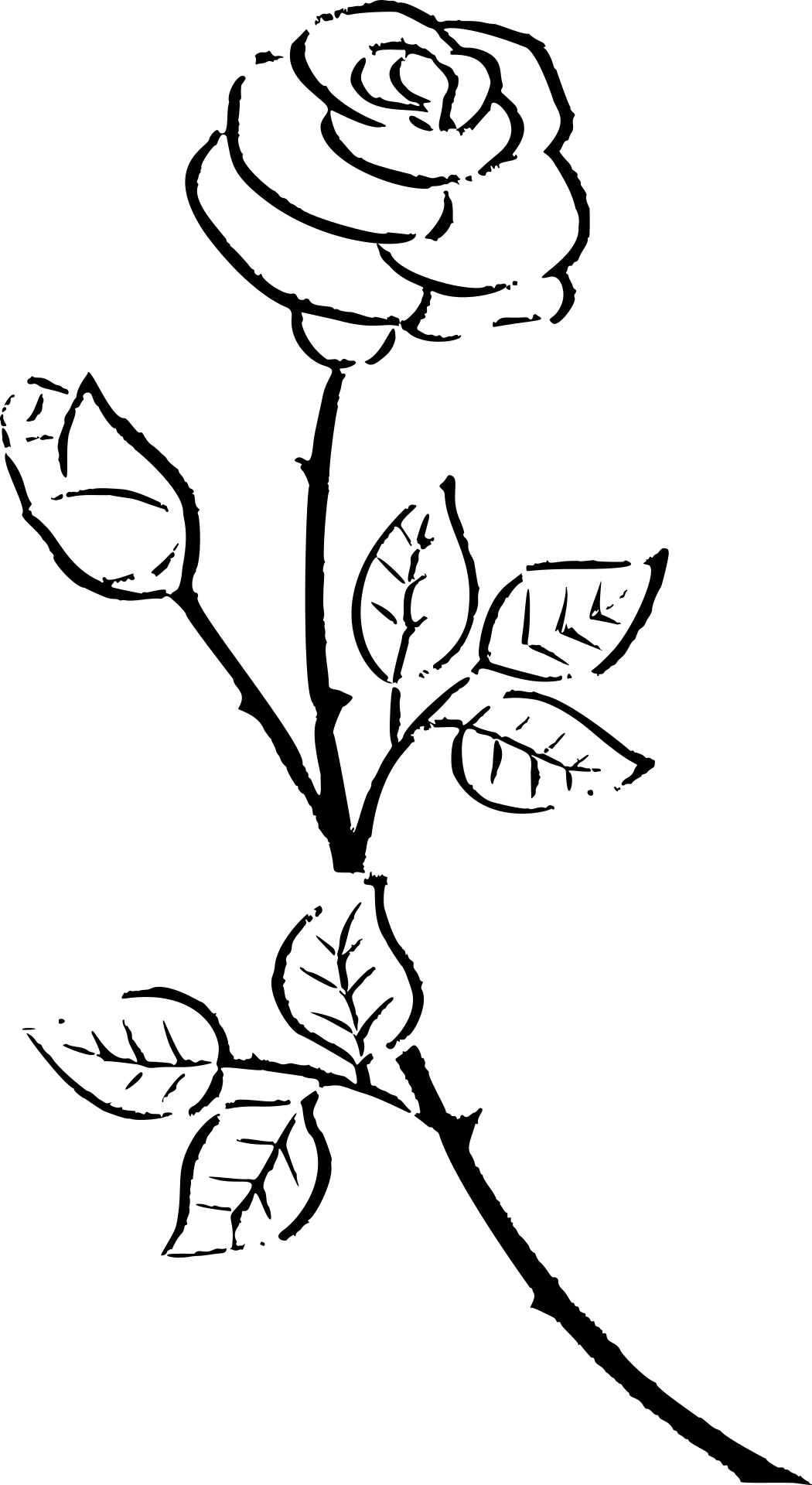 Piękna róża