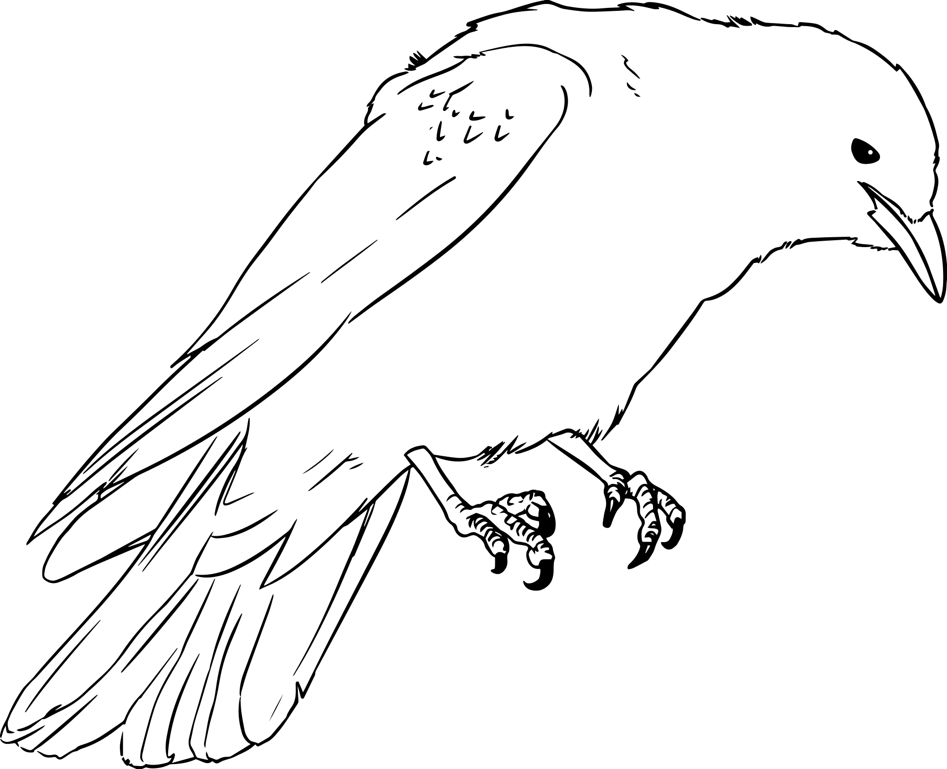 Kawka