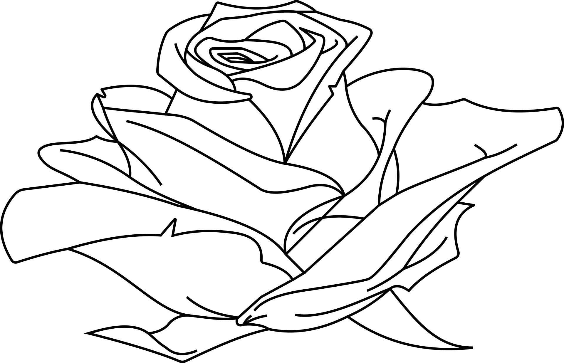 Róża wzór