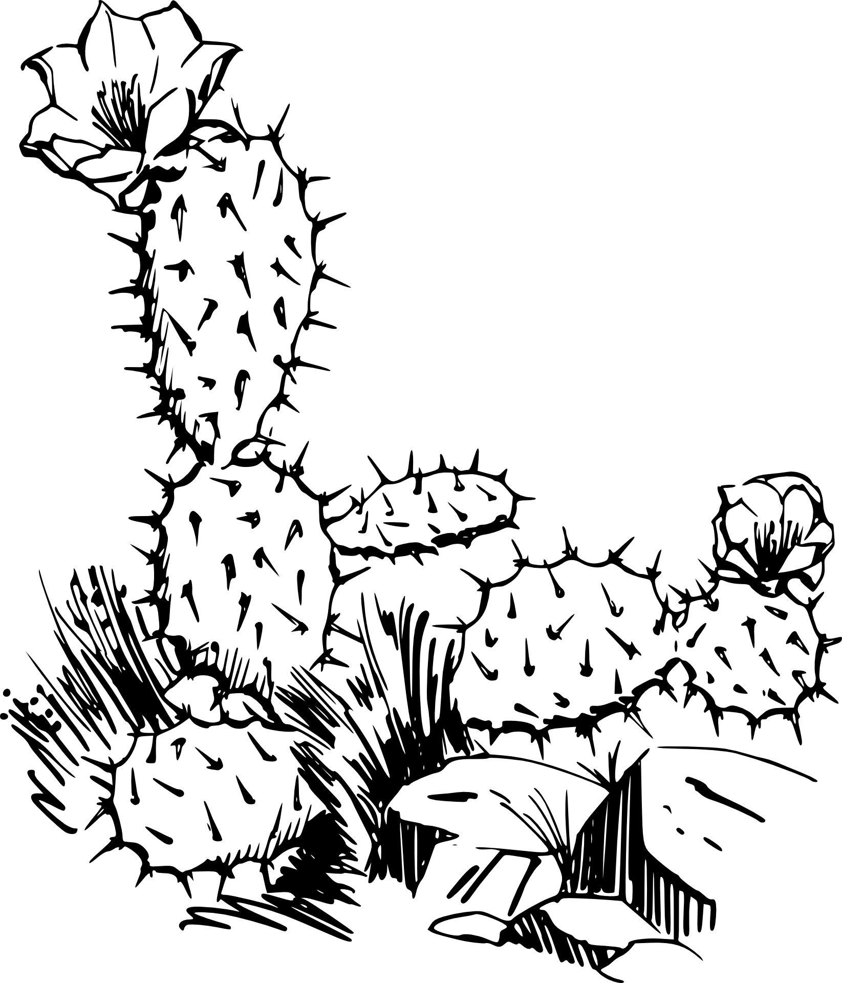 Kaktus