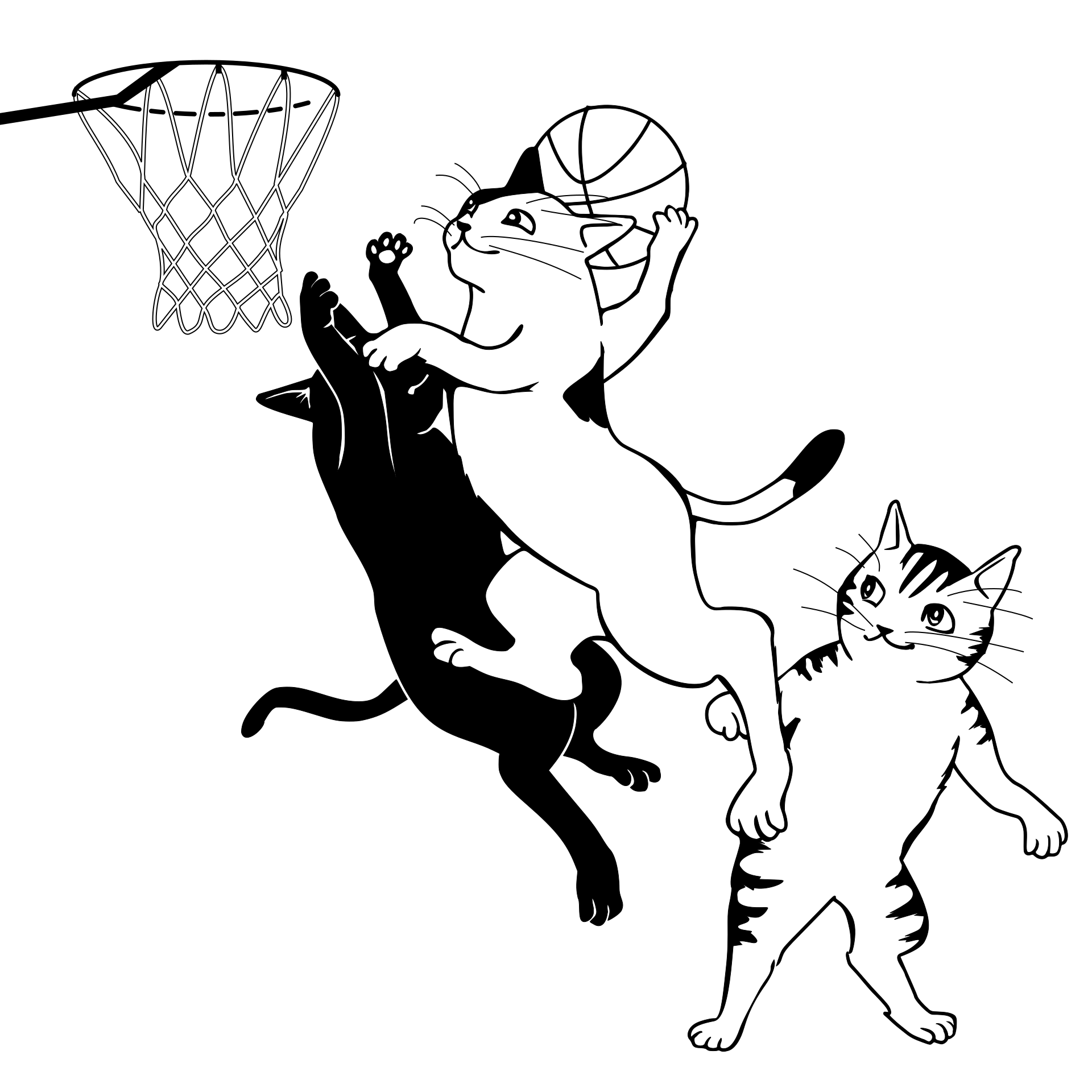 Kot koszykarz