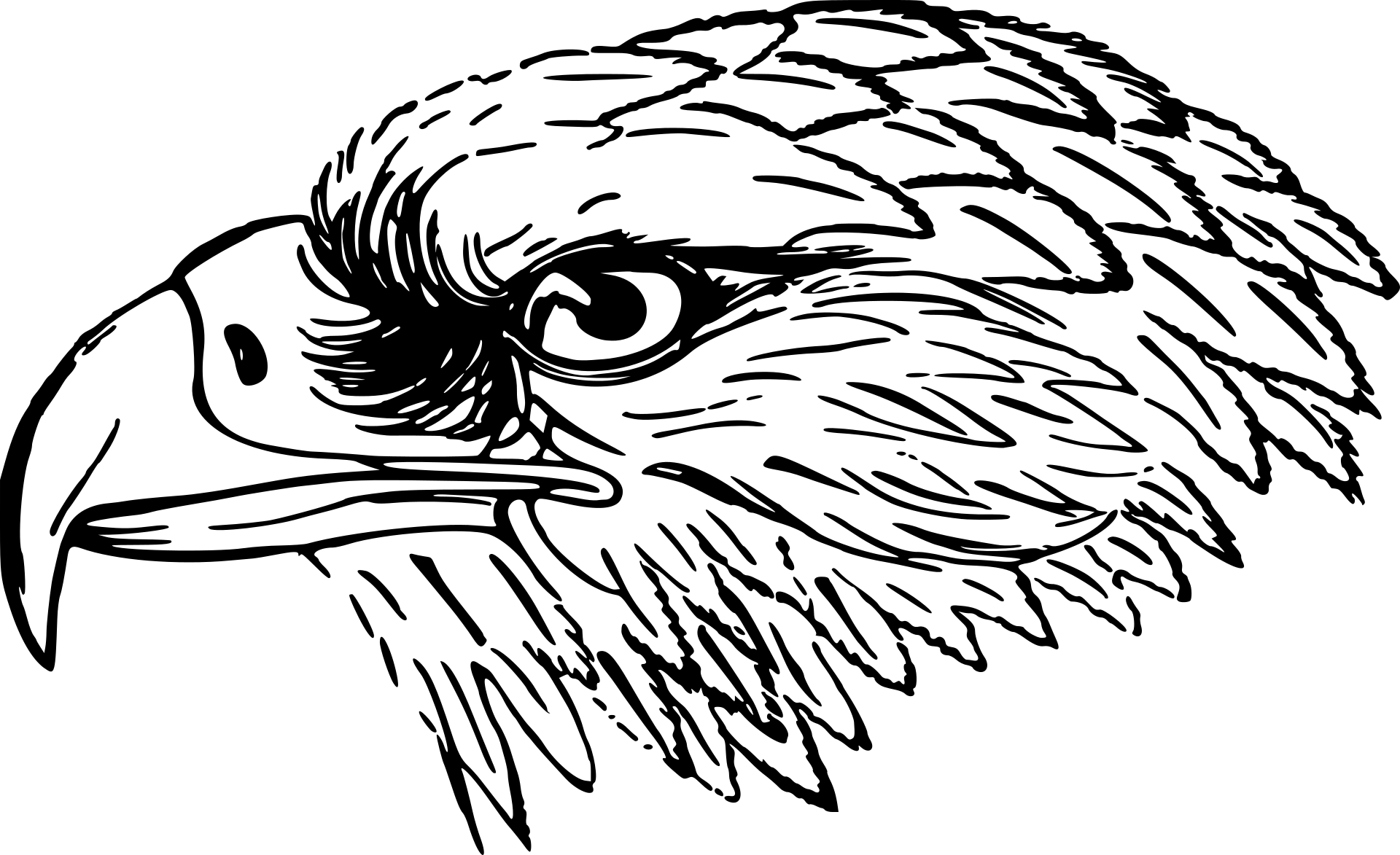 Głowa orła