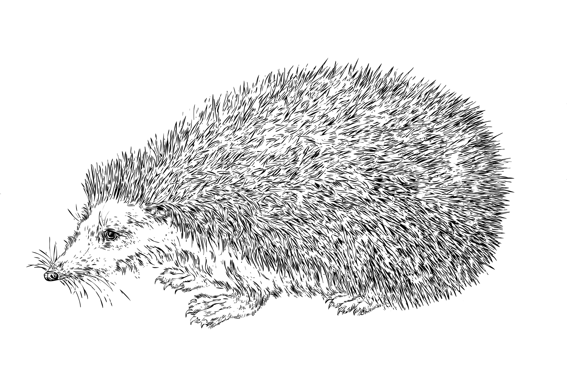 Jeżyk