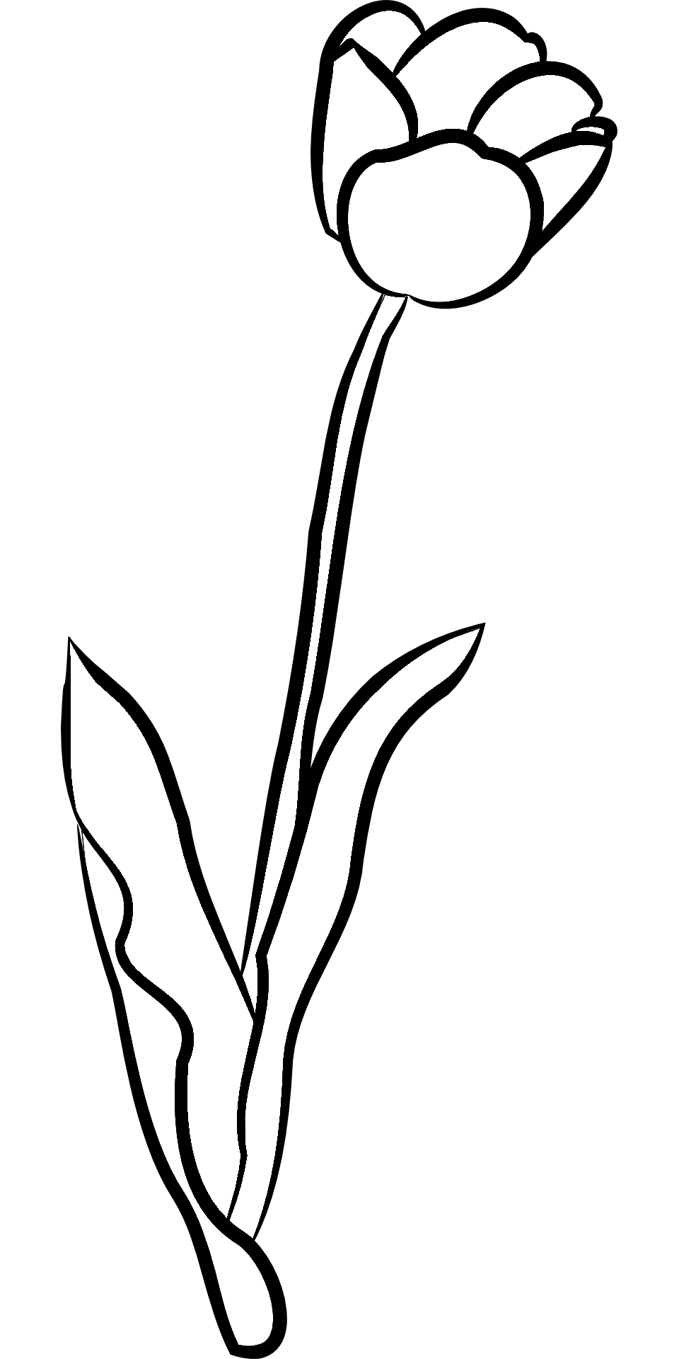 Tulipan