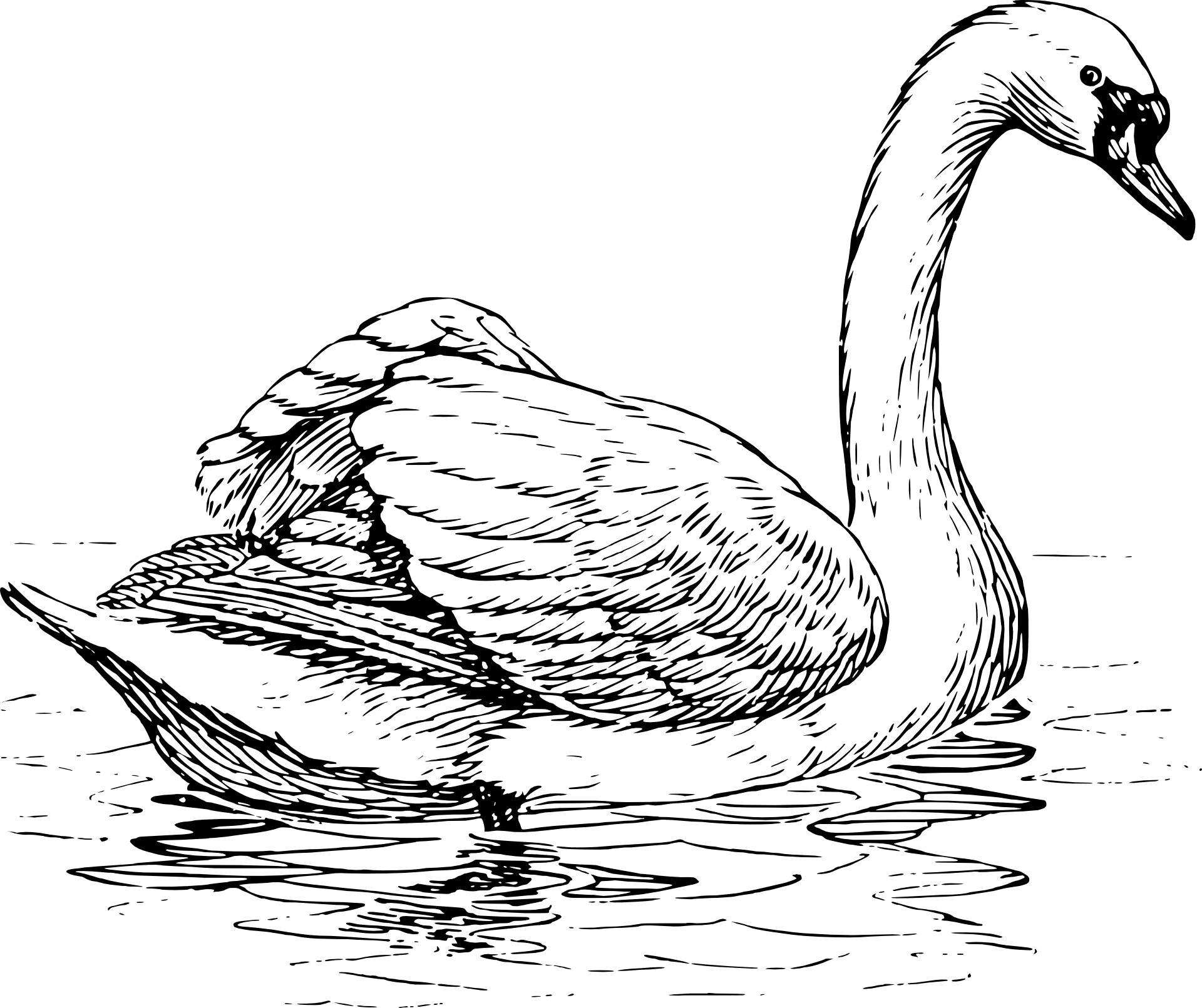 Łabędź