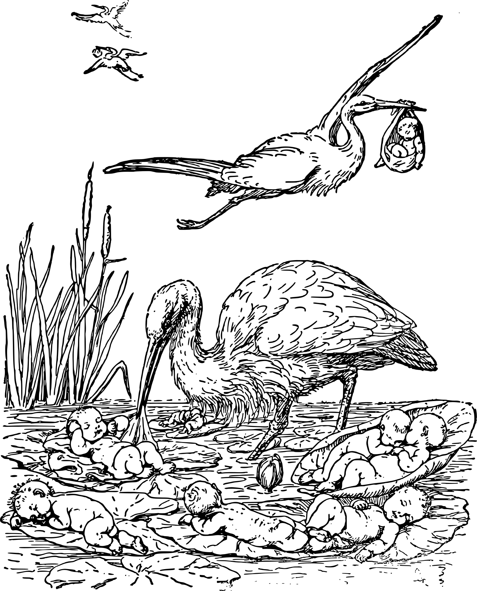 Bociany
