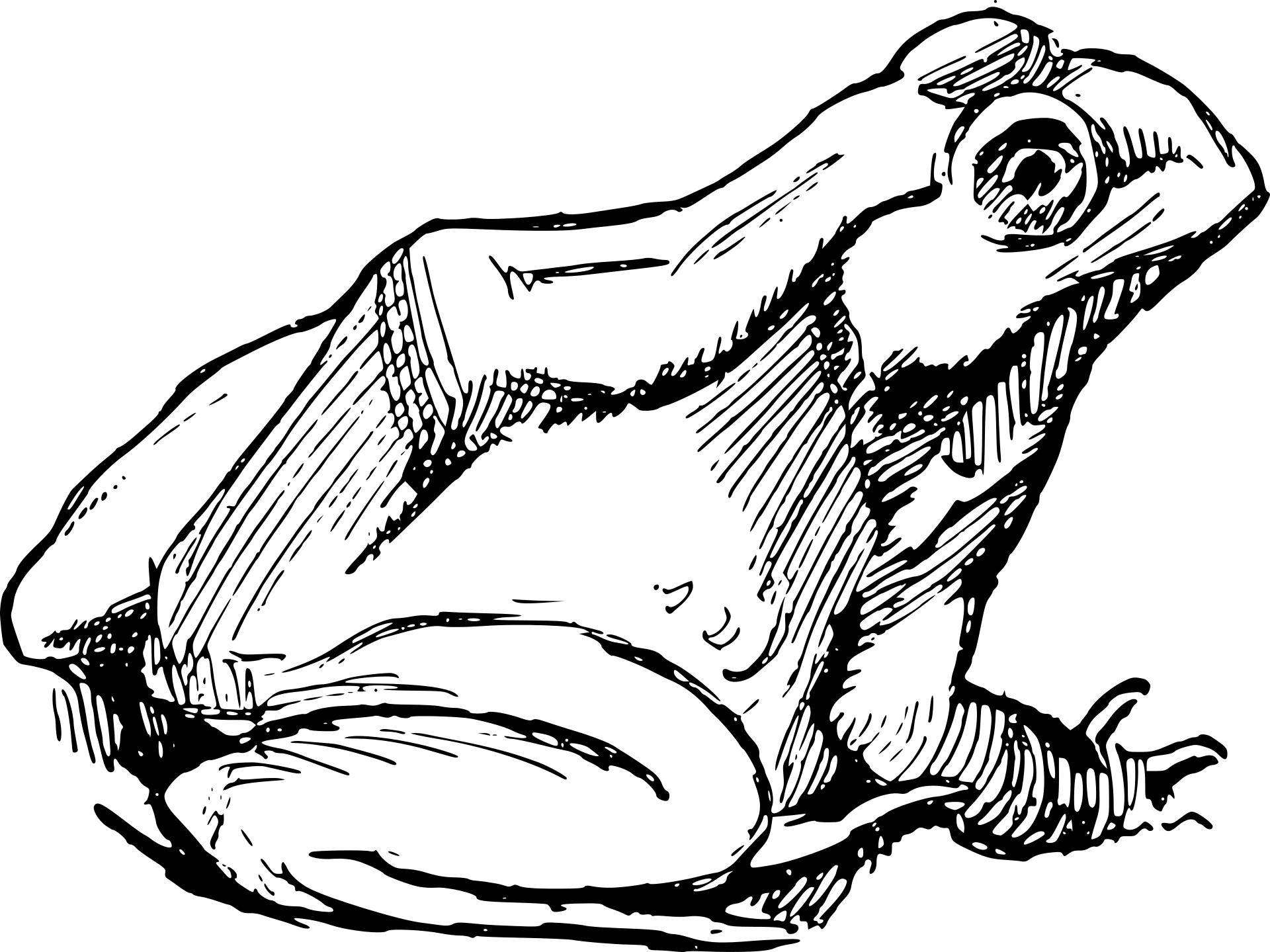 Realistyczna żaba
