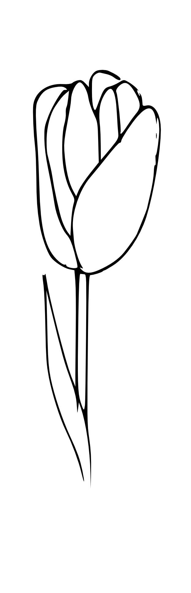 Tulipan wzór