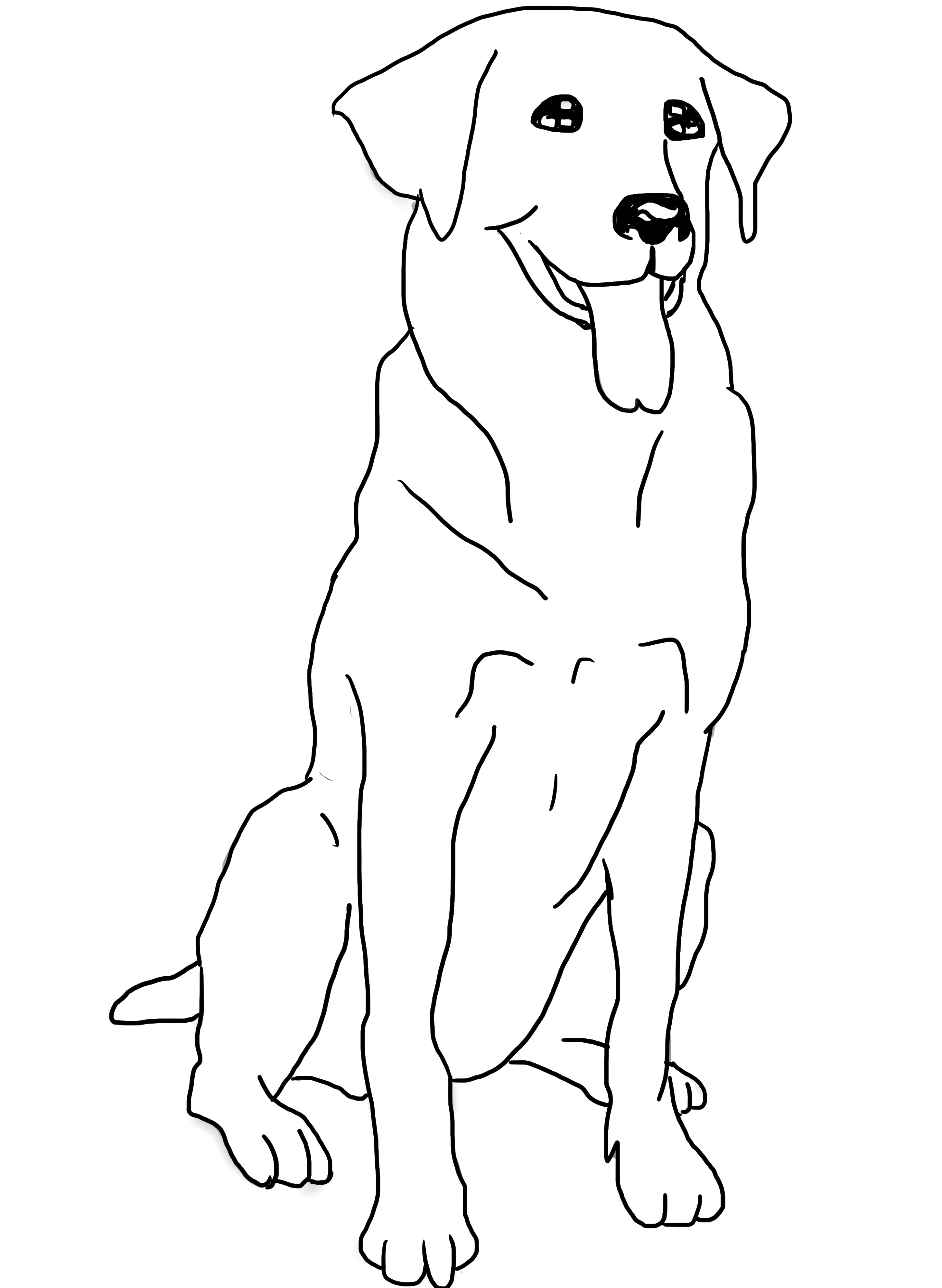 Golden retriever