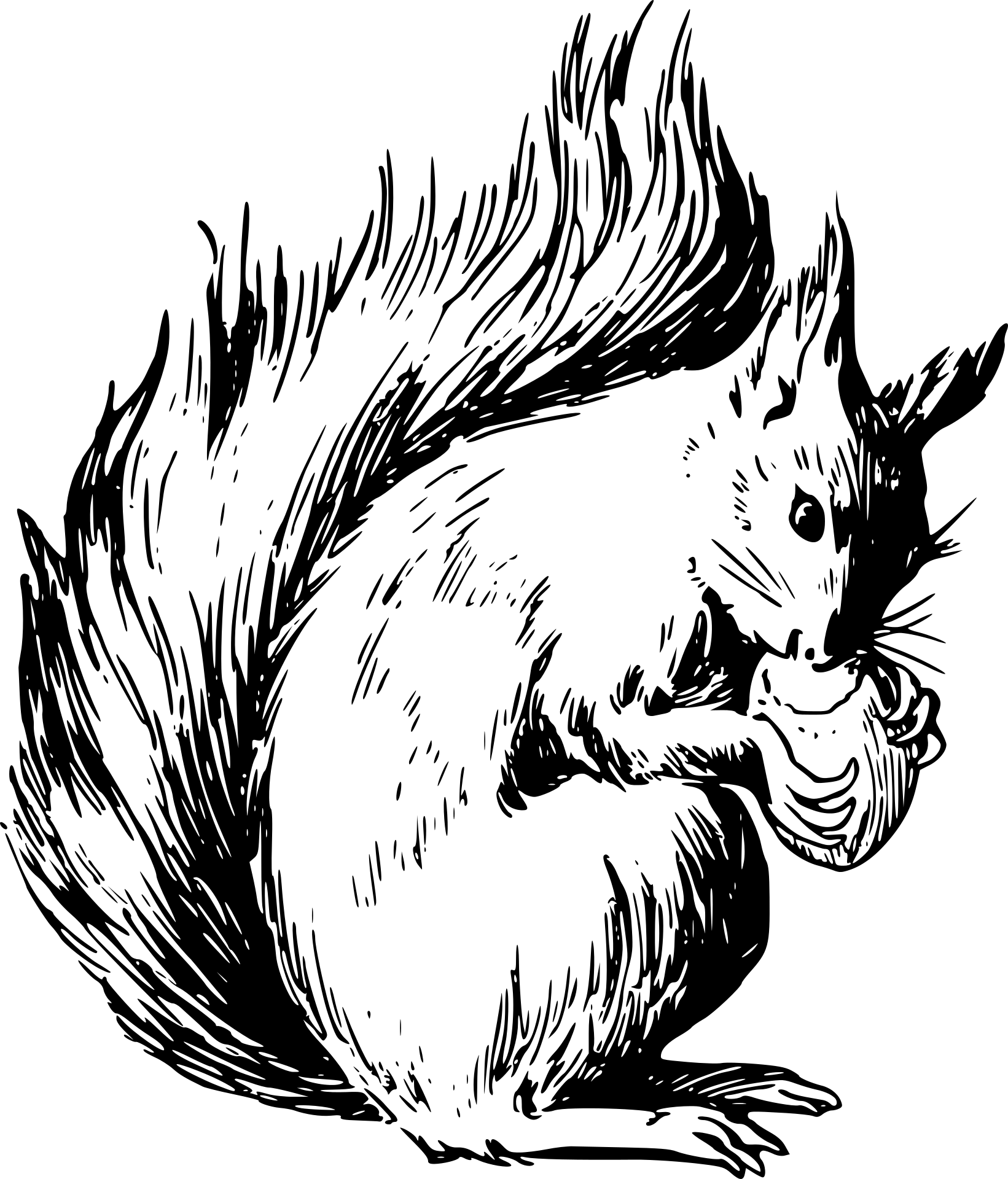 Wiewiórka